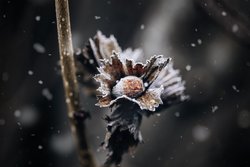 Kostenlose Fotos Winter Haselnüsse