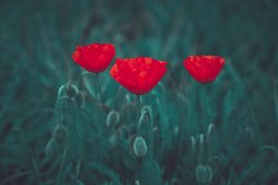 free photos - Sommer, Mohn 