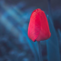 Gratis-Foto Frühling Tulpe rot