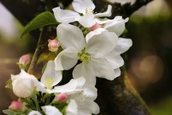 kostenlose Fotos Blüten weiß