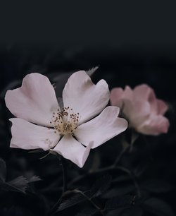 Kostenlose Fotos - Sommer, Blume, Rose