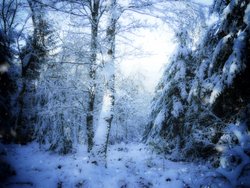 Gratis Fotos, Winter, verschneiter Wald