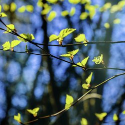 Gratis-Foto Frühling Wald