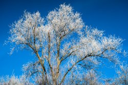 free photos Winter Baum