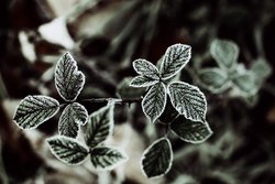 lizenzfreie Fotos, frostiger Morgen, Garten im Herbst