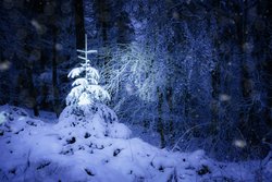 Kostenlose Fotos, Tannenbaum im Schnee