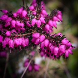 Gratis-Foto Blumen Heidekraut