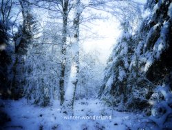 Kostenlose Fotos, Winter, verschneiter Wald