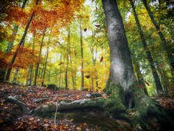 kostenlose Fotos Herbst, Herbstwald, Laub