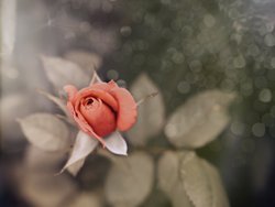 Gratis-Fotos, Rose, Sommer