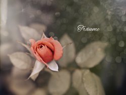 Gratis-Fotos, Rose, Sommer