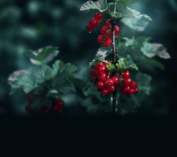 free photos, rote johannisbeeren