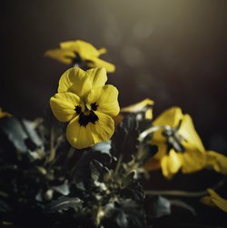 Gratis-Foto Frühlingsblume Stiefmütterchen
