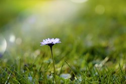 Gratis-Fotos Gänseblümchen 