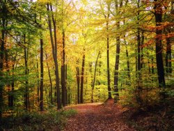 kostenlose Fotos Herbstfarben, Herbstwald