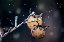Kostenlose Fotos, Winter, gefrorene Tomaten