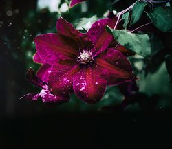 free photos, clematis rot