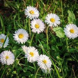 Gratis-Foto Frühlingsblume Gänseblümchen