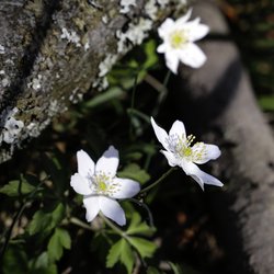 Kostenlose Bilder, Frühling, Blüten