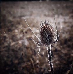 kostenlose Fotos, Distel, Sommer, Stacheln