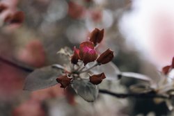 Gratis-Fotos Frühling, Blüten