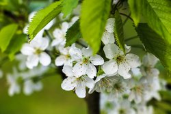 kostenlose Fotos Blüten Frühling