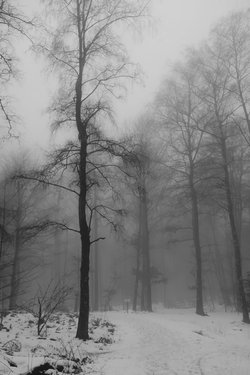 Gratis-Fotos Winter Natur