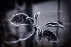 Gratis-Fotos, Eis, Reif, Winter, Blätter