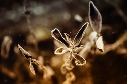 lizenzfreie Fotos, Garten im Herbst, Laub