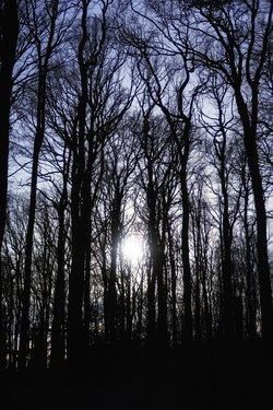 Gratis-Fotos Winter Bäume