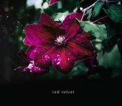 free photos, clematis rot